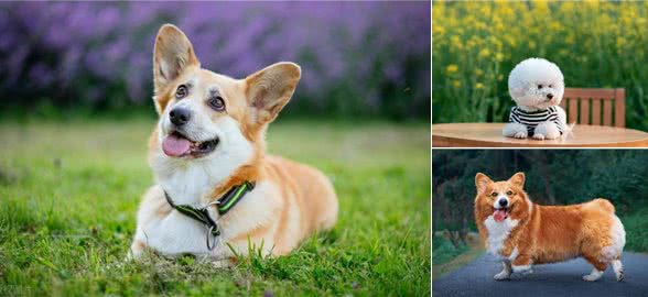 狗狗应注意以下症状，这可能是老年痴呆症的前兆