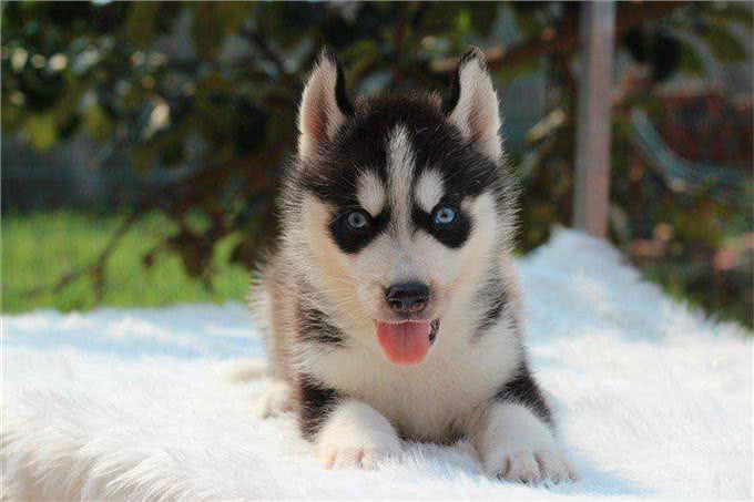 3分钟，告诉你狗狗与水的关系