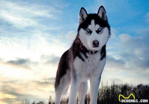 3分钟，告诉你狗狗与水的关系