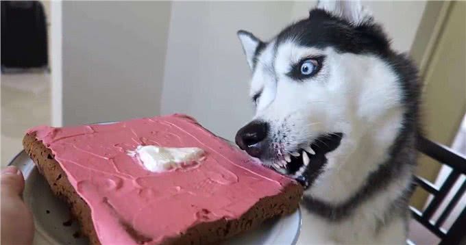 3分钟，告诉你狗狗与水的关系