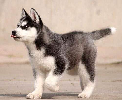 3分钟，告诉你狗狗与水的关系