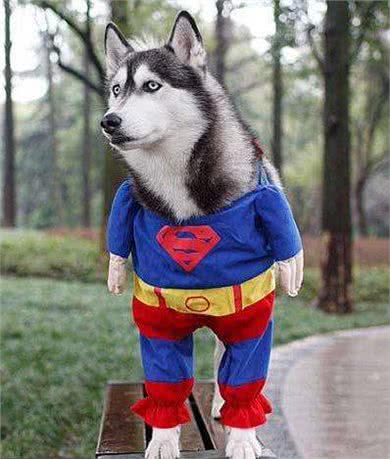 3分钟，告诉你狗狗与水的关系