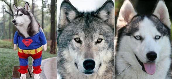 3分钟,告诉你狗狗与水的关系