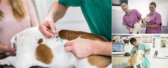 狗狗疫苗清单，这4种核心疫苗，主人一定要带狗狗打