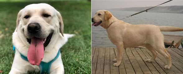 原来养拉布拉多真的会上瘾,难怪这么多人养