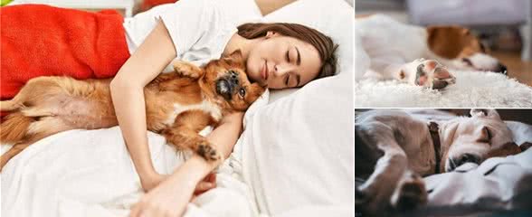 狗狗为啥爱上床睡觉?这里面学问大着呢!