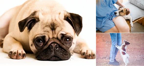 狗狗撒娇的秘密信号,你读懂了吗?满满的爱意和尊贵存在