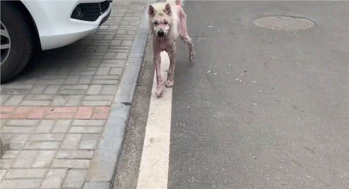 被当繁殖犬的萨摩耶，当它生不动之后竟如此凄惨，狗狗：请你善良