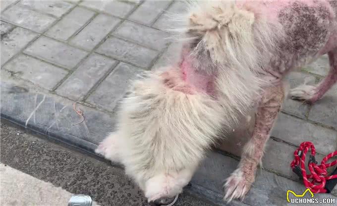 被当繁殖犬的萨摩耶，当它生不动之后竟如此凄惨，狗狗：请你善良