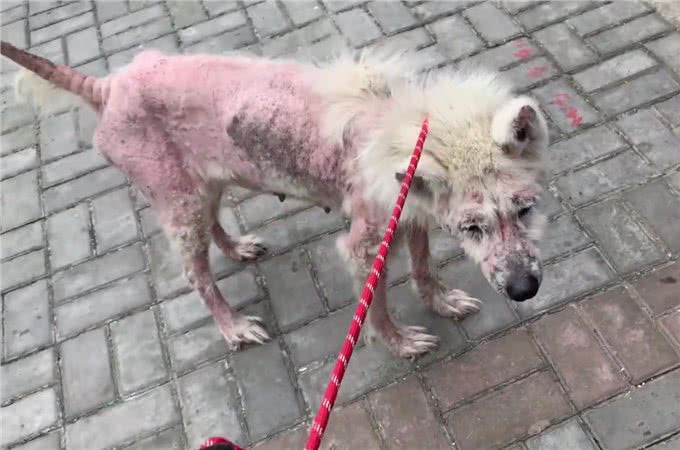 被当繁殖犬的萨摩耶，当它生不动之后竟如此凄惨，狗狗：请你善良