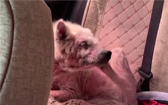 被当繁殖犬的萨摩耶，当它生不动之后竟如此凄惨，狗狗：请你善良