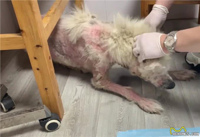 被当繁殖犬的萨摩耶，当它生不动之后竟如此凄惨，狗狗：请你善良