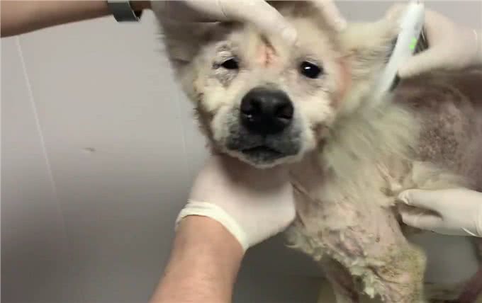 被当繁殖犬的萨摩耶，当它生不动之后竟如此凄惨，狗狗：请你善良