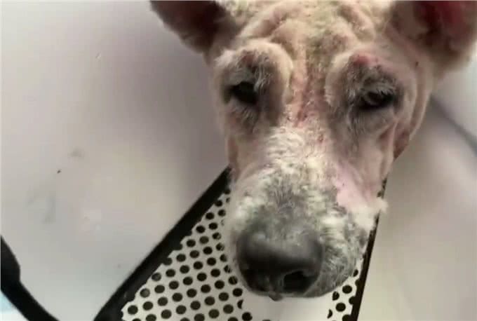 被当繁殖犬的萨摩耶，当它生不动之后竟如此凄惨，狗狗：请你善良