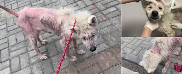 被当繁殖犬的萨摩耶，当它生不动之后竟如此凄惨，狗狗：请你善良