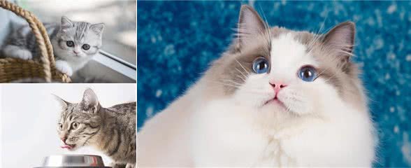猫的品种大全,戳进来看看哪个才是你的最爱吧