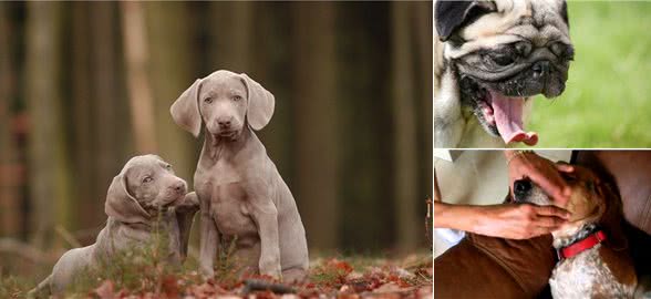 狗狗打喷嚏?可能是表示欢迎,也有可能是有病