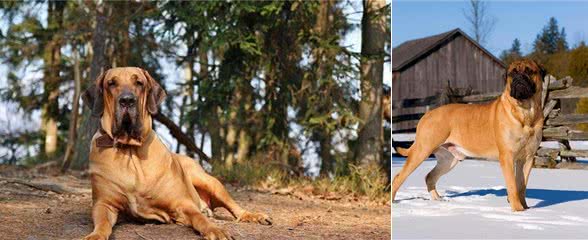 世界猛犬排行榜,敢养的人,胆子都很肥