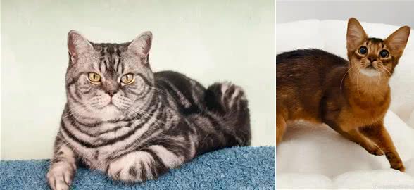 几种适合寒冷地区的猫咪，带你感受暖心陪伴!