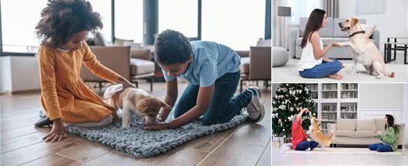 狗狗在咱家,地位咋安排?