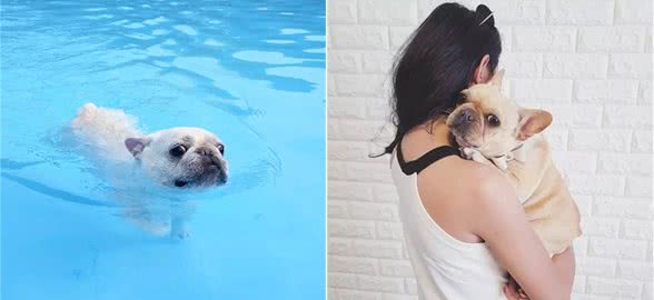 宠物斗牛犬最害怕的五件事!最后一件铲屎官要注意了!