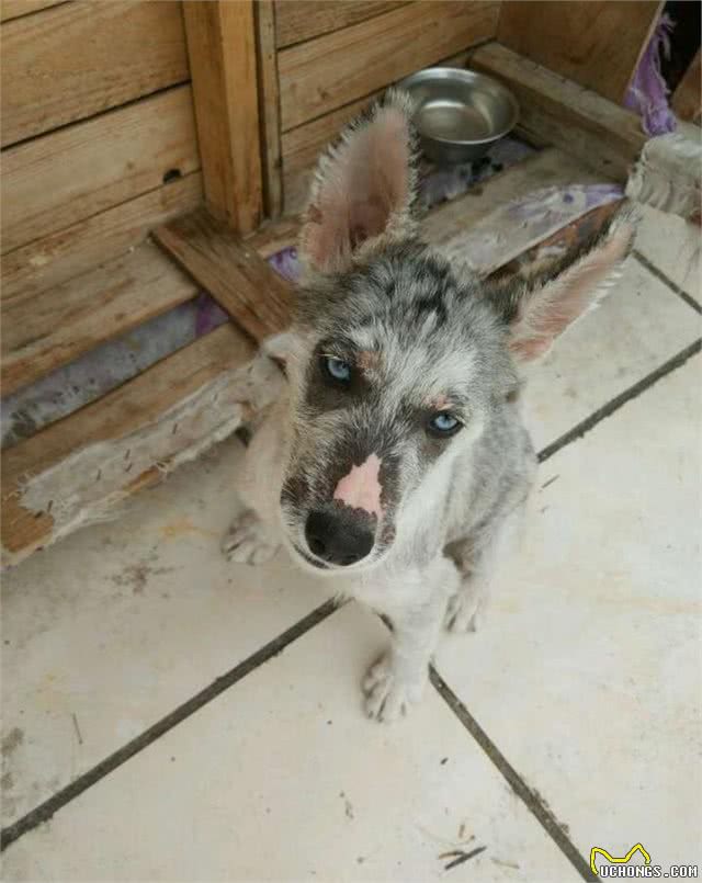 一只面目全非的野生哈士奇,被网友收养后,帅出新高度