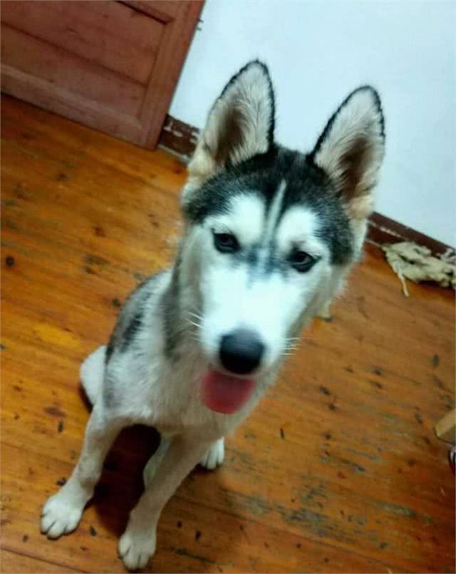 一只面目全非的野生哈士奇,被网友收养后,帅出新高度