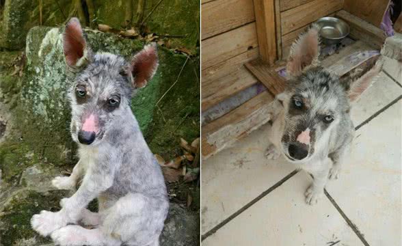 一只面目全非的野生哈士奇，被网友收养后，帅出新高度
