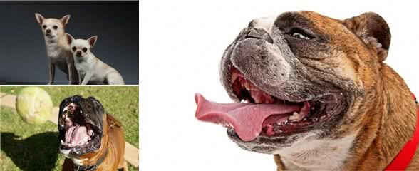 狗狗应该怎么剪脚指甲,才不会剪到肉