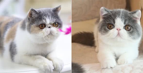 为什么大家都不太敢养加菲猫?这几点，不是人人都能接受