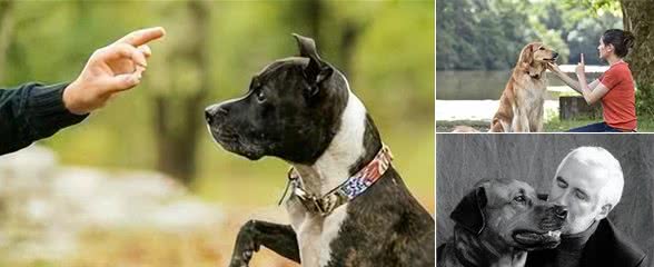 如何科学地训练你的狗狗?