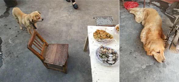 狗狗杀手排行前4名,铲屎官稍不注意,可能会亲手害了狗狗!