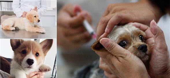 幼犬一定要打疫苗吗?小狗什么时候打疫苗?非核心疫苗要打吗?