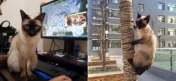 为啥暹罗猫的弃养率这么高?原来是这几点很遭人嫌