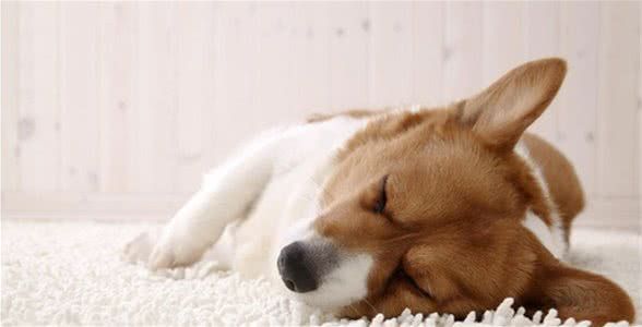 怎样确定狗狗是否得了病毒性肠炎?几招就教你辨别出来!