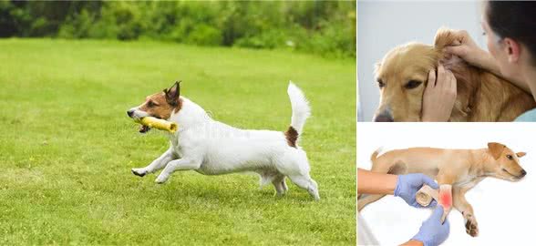 狗狗健康必读:常见疾病及预防,如何让你的爱犬远离疾病困扰