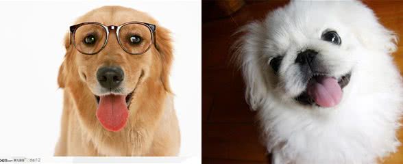 狗狗太臭?这些方法帮你治一治