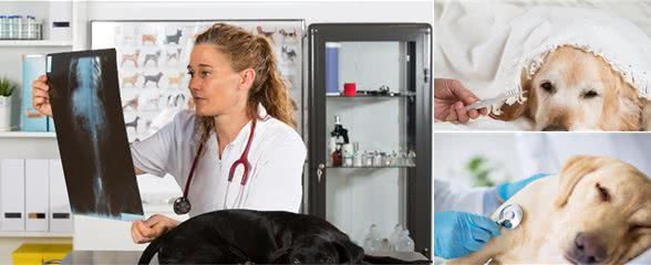 母犬阴门有较多分泌物,别以为是狗狗发情,可能是子宫蓄脓综合征