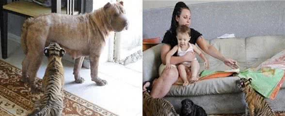 深山捡了2只老虎仔,让家中母狗养,你听说过会养老虎的沙皮狗吗