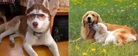 养狗不选母犬的几大原因,你知道哪些呢?