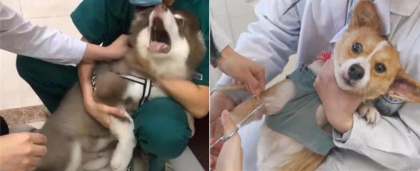 绝了!养什么狗,就代表什么性格,十有九准