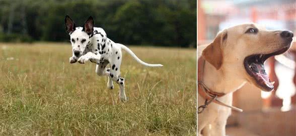 养宠物狗的小知识,10种要狗狗安静的方法