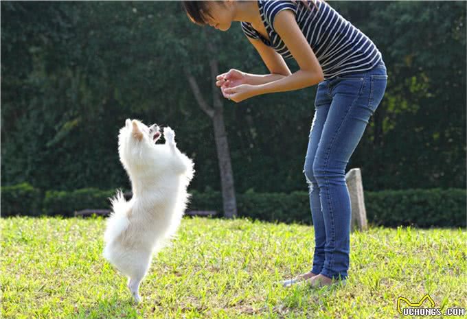 狗狗不听话?想要聪明乖巧的狗狗?这有5种专业训练方法快拿去