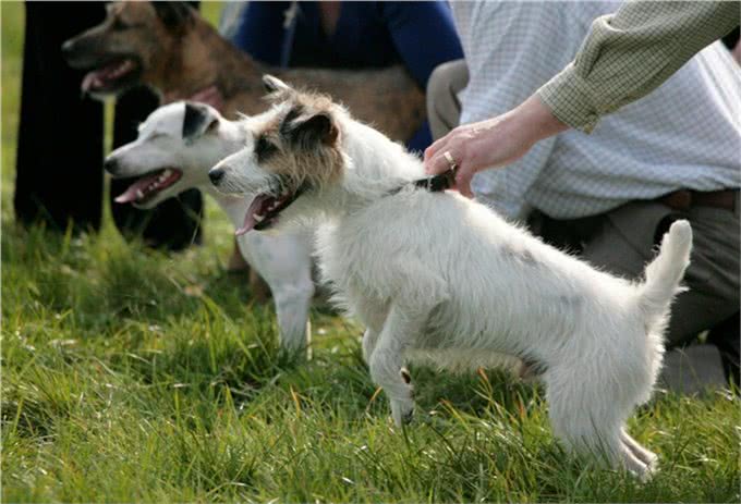 狗狗不听话?想要聪明乖巧的狗狗?这有5种专业训练方法快拿去