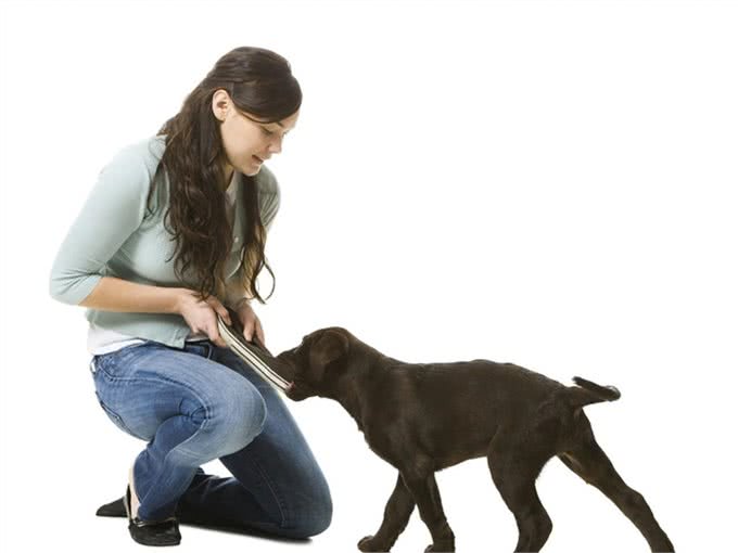 狗狗不听话?想要聪明乖巧的狗狗?这有5种专业训练方法快拿去