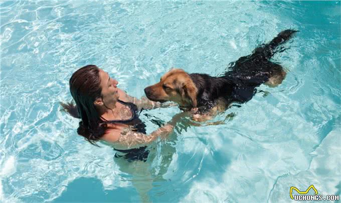 狗狗不听话?想要聪明乖巧的狗狗?这有5种专业训练方法快拿去