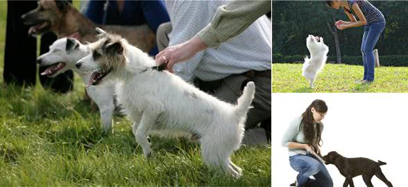 狗狗不听话?想要聪明乖巧的狗狗?这有5种专业训练方法快拿去