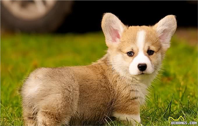 狗狗吃生肉到底好不好?