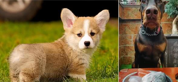 狗狗吃生肉到底好不好?