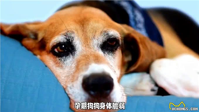 狗经验分享，警惕狗狗疫苗注射误区铲屎官必看新手养狗必看